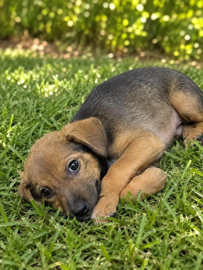 Cachorro raça SRD-ViraLata idade 2 a 6 meses nome Moana