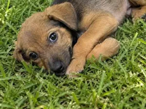 Cachorro raça SRD-ViraLata idade 2 a 6 meses nome Moana