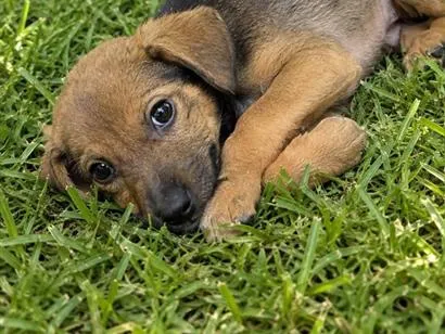 Cachorro raça SRD-ViraLata idade 2 a 6 meses nome Moana