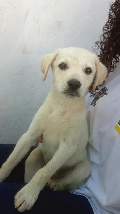 Cachorro raça SRD-ViraLata idade 2 a 6 meses nome nn tem 