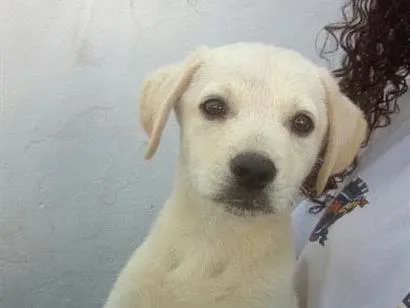 Cachorro raça SRD-ViraLata idade 2 a 6 meses nome nn tem 