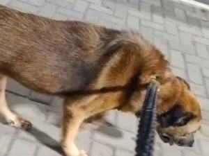 Cachorro raça Labrador idade 6 ou mais anos nome Bolt