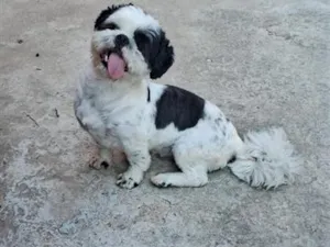 Cachorro raça Shitzu idade 1 ano nome Luke