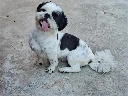 Cachorro raça Shitzu idade 1 ano nome Luke