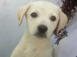 Cachorro raça SRD-ViraLata idade 2 a 6 meses nome nn tem 