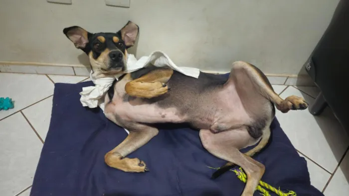 Cachorro raça SRD-ViraLata idade 3 anos nome Jack