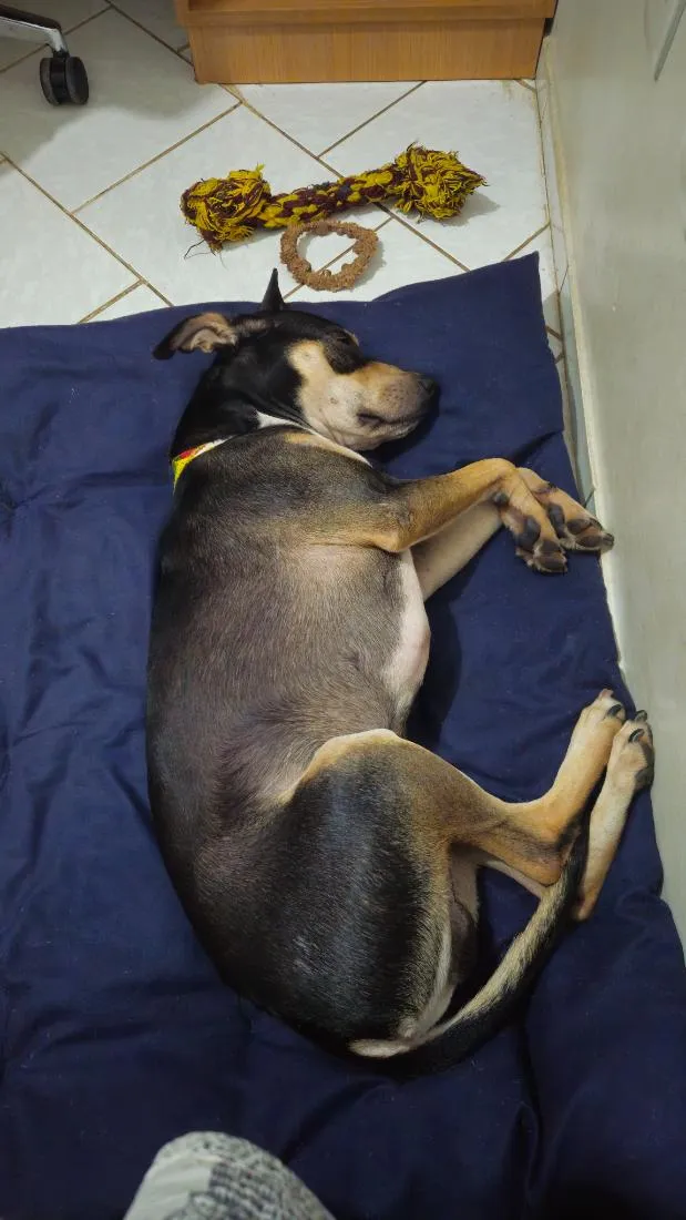 Cachorro raça SRD-ViraLata idade 3 anos nome Jack