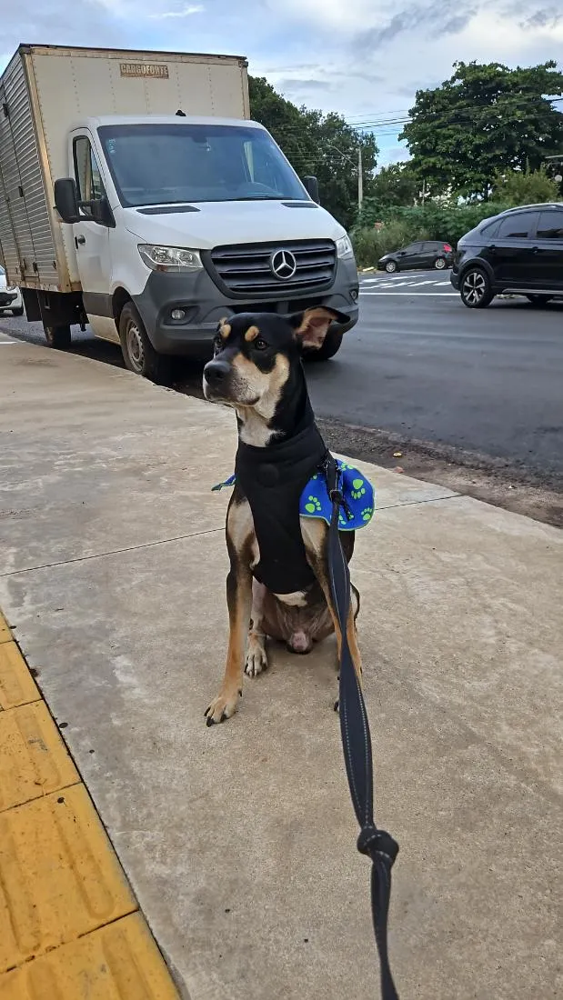 Cachorro raça SRD-ViraLata idade 3 anos nome Jack