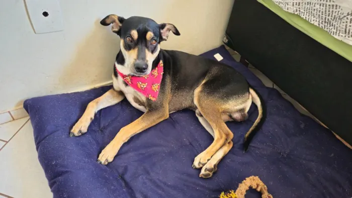 Cachorro raça SRD-ViraLata idade 3 anos nome Jack
