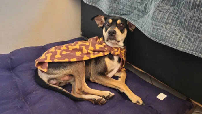Cachorro raça SRD-ViraLata idade 3 anos nome Jack