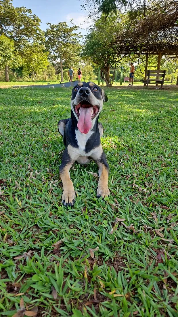 Cachorro raça SRD-ViraLata idade 3 anos nome Jack