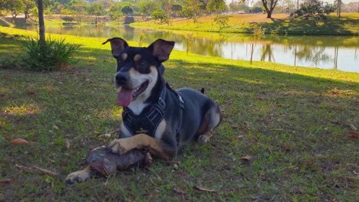 Cachorro raça SRD-ViraLata idade 3 anos nome Jack