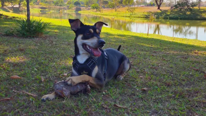 Cachorro raça SRD-ViraLata idade 3 anos nome Jack