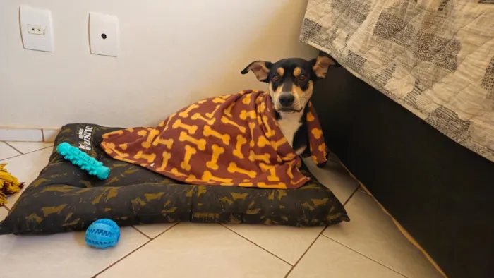 Cachorro raça SRD-ViraLata idade 3 anos nome Jack