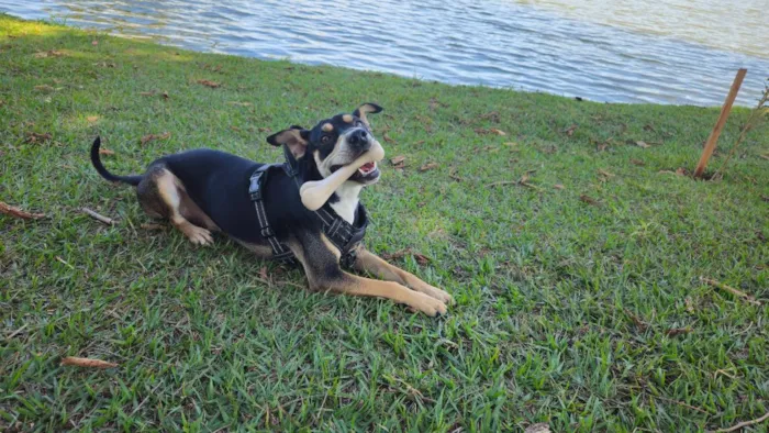 Cachorro raça SRD-ViraLata idade 3 anos nome Jack