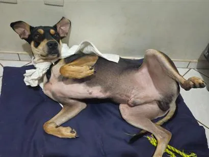 Cachorro raça SRD-ViraLata idade 3 anos nome Jack