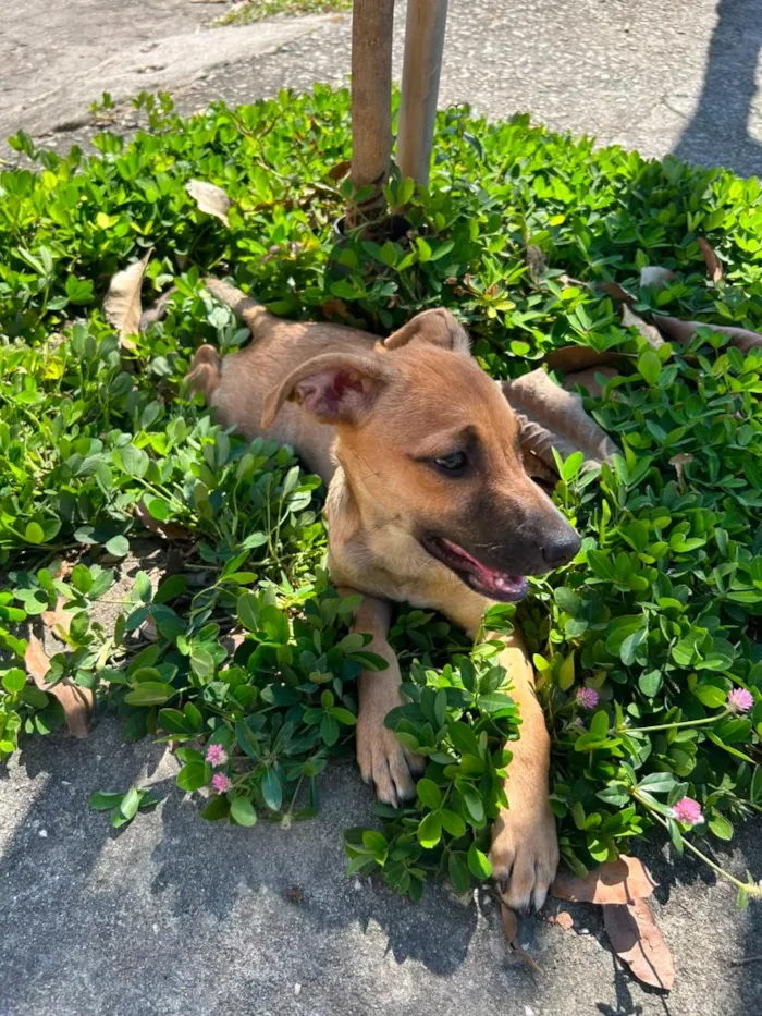 Cachorro raça SRD-ViraLata idade 2 a 6 meses nome Lua