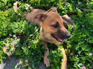 Cachorro raça SRD-ViraLata idade 2 a 6 meses nome Lua