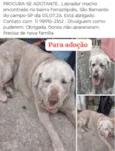 paçoca 