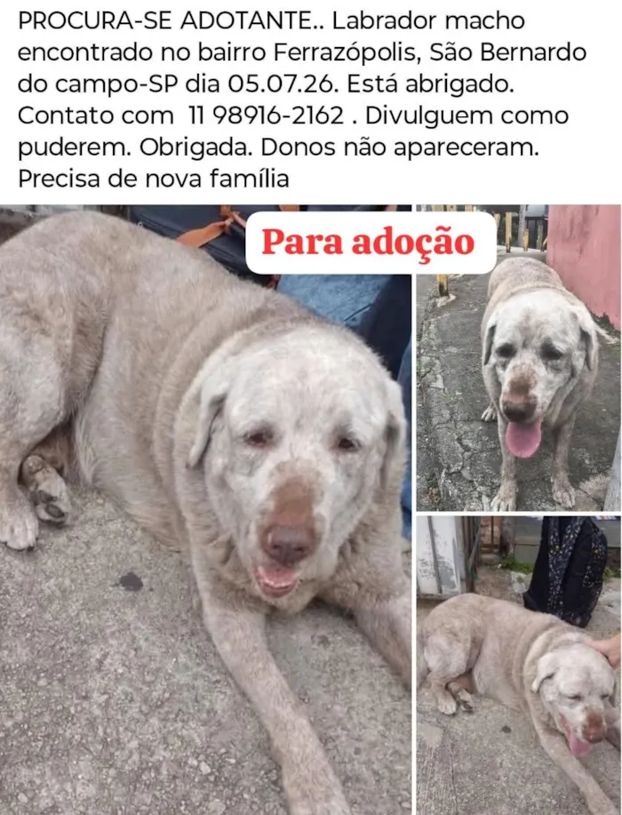 Cachorro raça Labrador idade 5 anos nome paçoca 