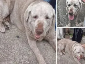 Cachorro raça Labrador idade 5 anos nome paçoca 