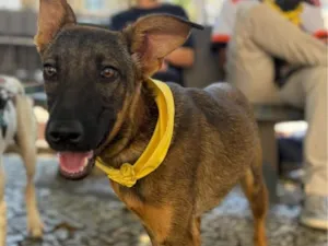 Cachorro raça SRD-ViraLata idade 2 a 6 meses nome Docinho