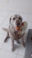 paçoca 