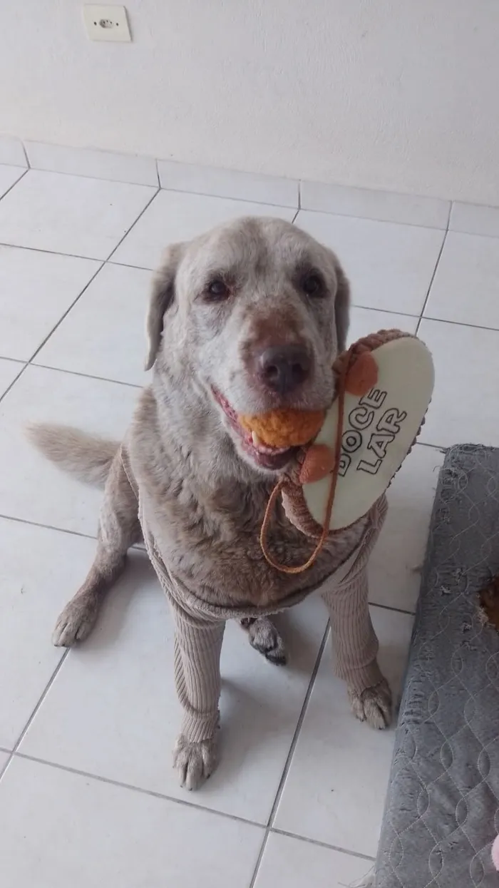 Cachorro raça Labrador idade 5 anos nome paçoca 