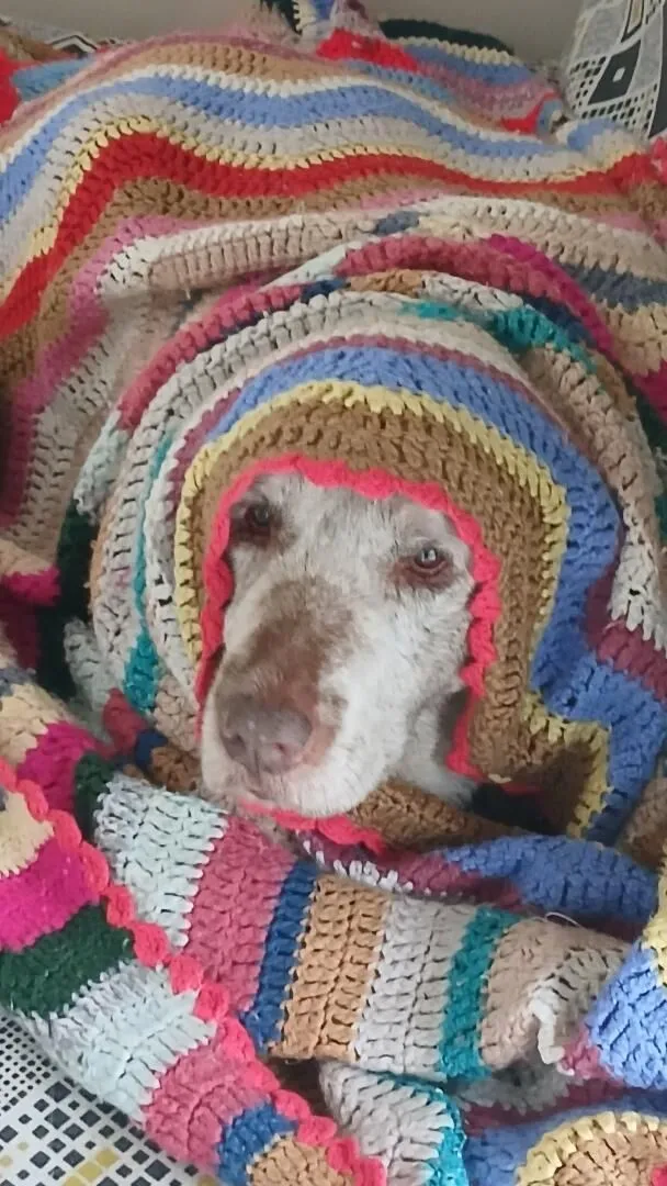 Cachorro raça Labrador idade 5 anos nome paçoca 