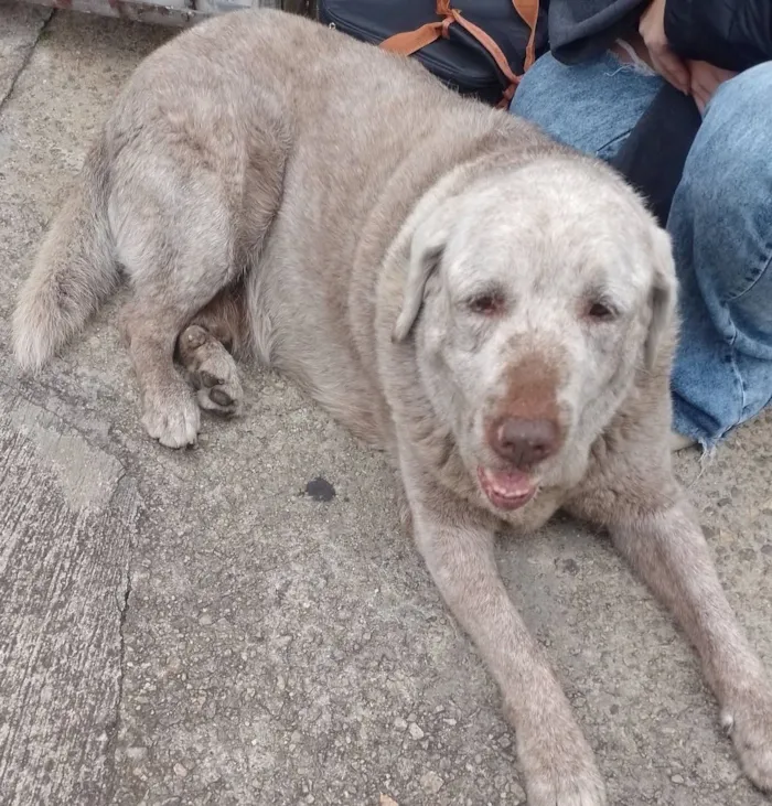 Cachorro raça Labrador idade 5 anos nome paçoca 