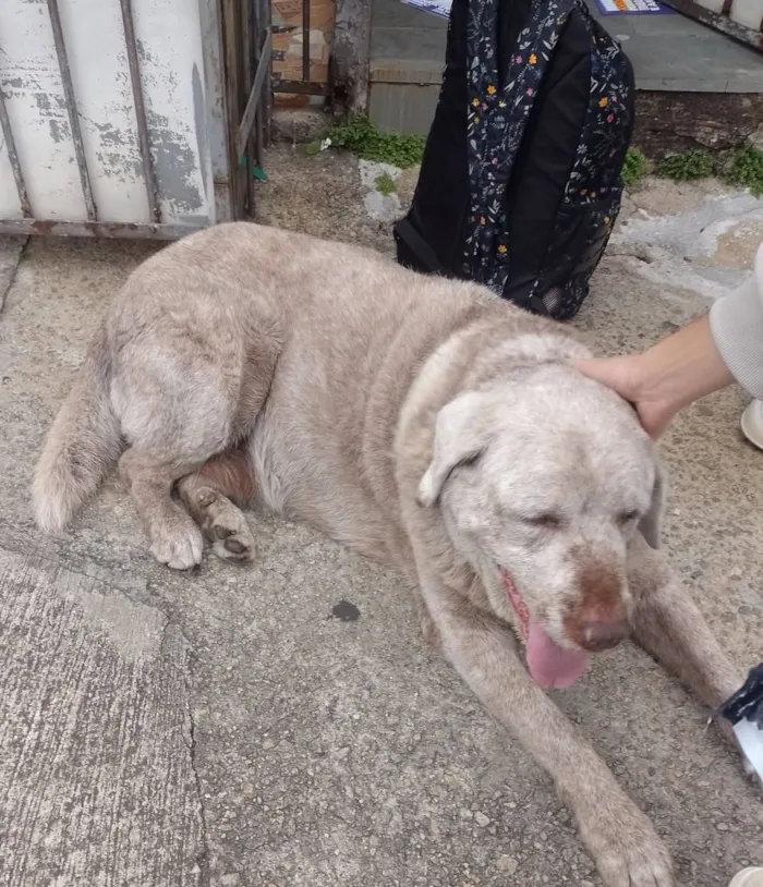 Cachorro raça Labrador idade 5 anos nome paçoca 