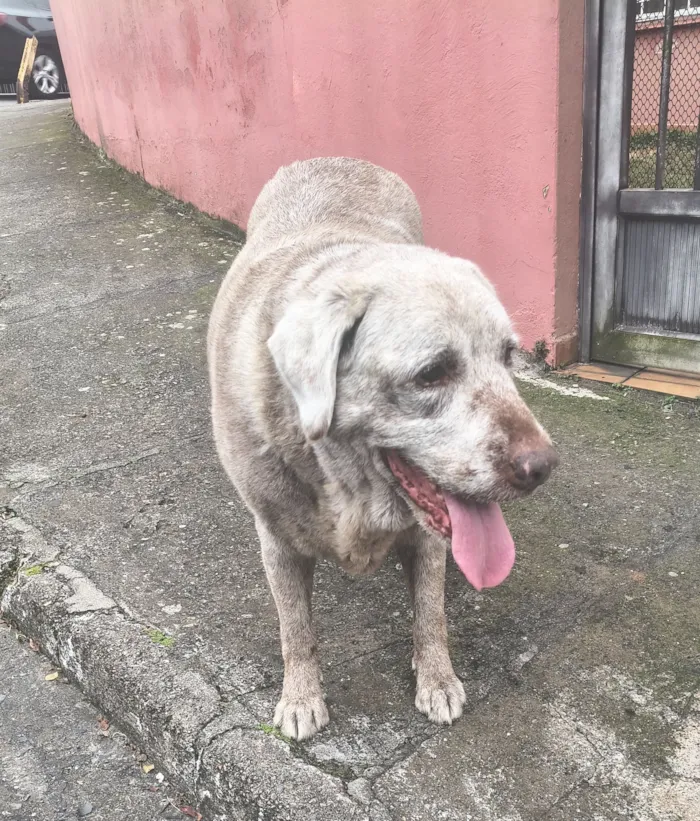Cachorro raça Labrador idade 5 anos nome paçoca 