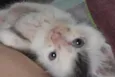 Filhotes de gato