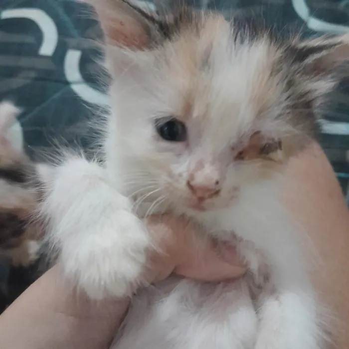 Gato raça SRD-ViraLata idade 2 a 6 meses nome Filhotes de gato