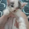 Filhotes de gato