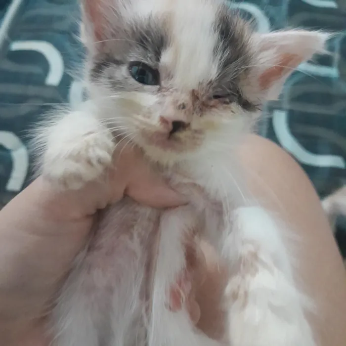 Gato raça SRD-ViraLata idade 2 a 6 meses nome Filhotes de gato