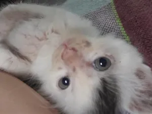 Gato raça SRD-ViraLata idade 2 a 6 meses nome Filhotes de gato