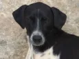 Floquinho