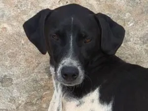 Cachorro raça SRD-ViraLata idade 1 ano nome Floquinho