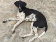 Floquinho