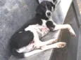 Floquinho