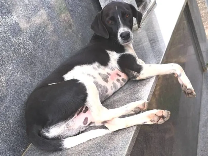 Cachorro raça SRD-ViraLata idade 1 ano nome Floquinho