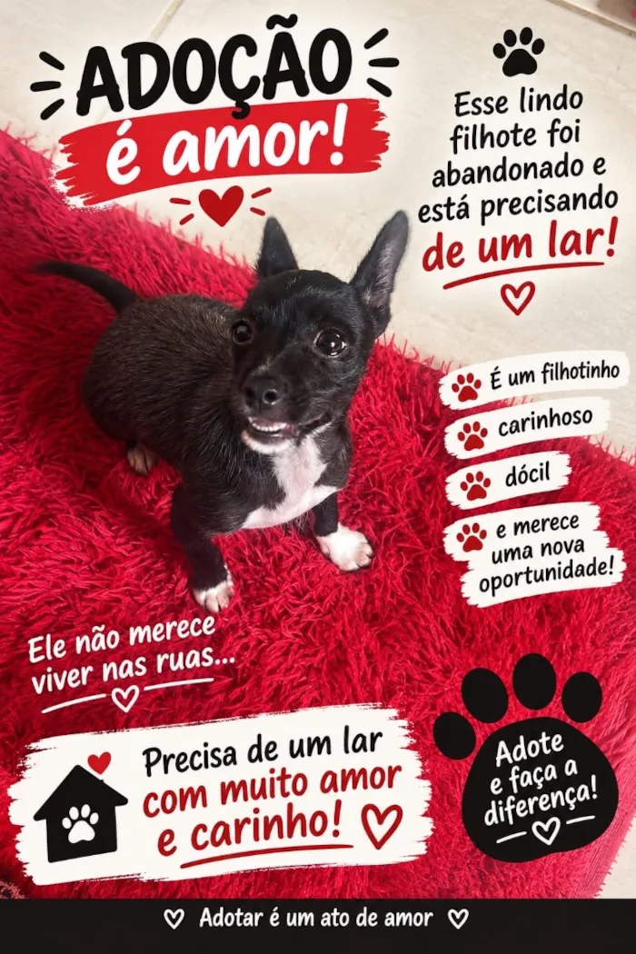 Cachorro raça SRD-ViraLata idade 2 a 6 meses nome Pingo 