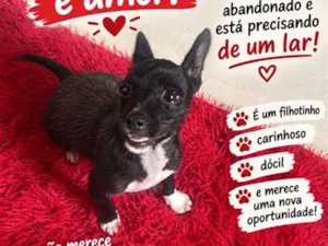 Cachorro raça SRD-ViraLata idade 2 a 6 meses nome Pingo 