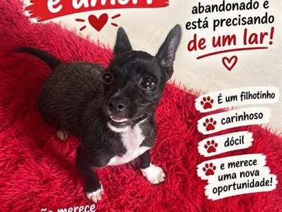 Cachorro raça SRD-ViraLata idade 2 a 6 meses nome Pingo 
