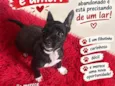 Pingo
