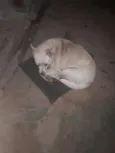 bolinha