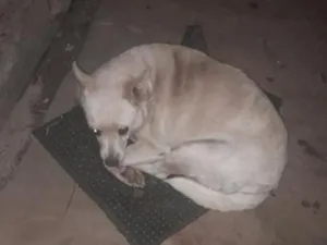 Cachorro raça SRD-ViraLata idade 5 anos nome bolinha