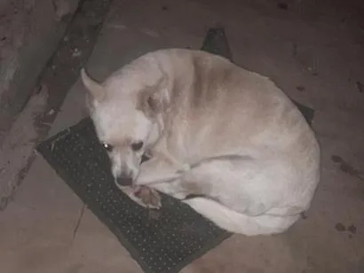 Cachorro raça SRD-ViraLata idade 5 anos nome bolinha