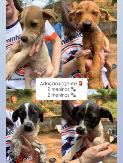 Cachorro raça SRD-ViraLata idade 2 a 6 meses nome Filhotes 